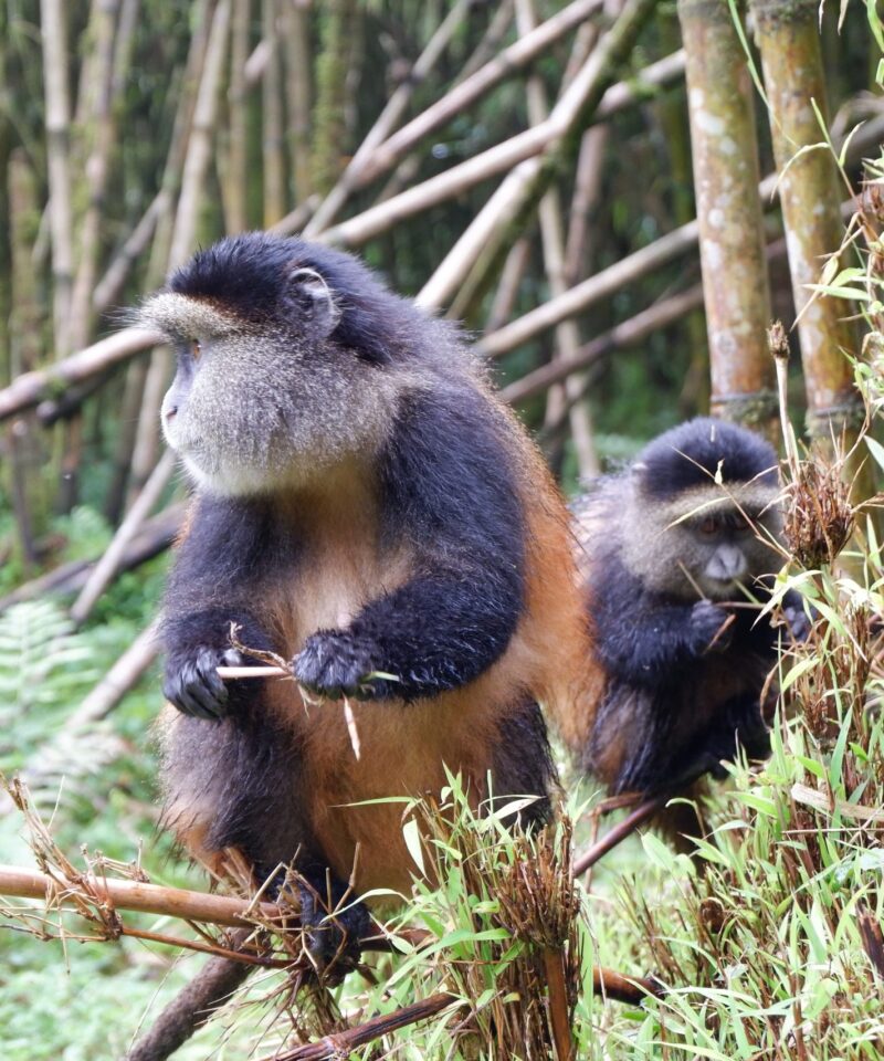 5 Day Rwanda Gorillas and Lake Kivu Adventure