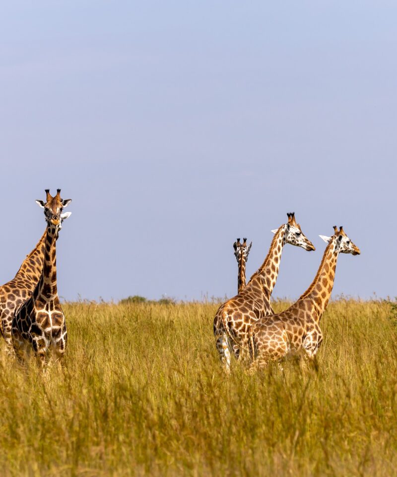 3 Day Ziwa Rhino & Murchison Falls Safari Uganda