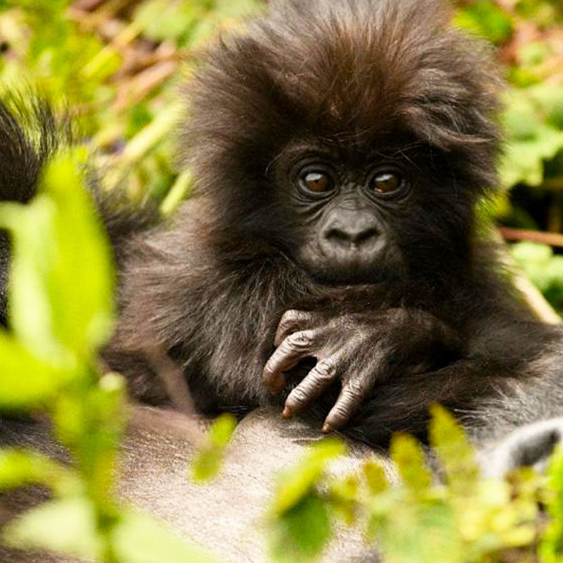 2 Day Uganda Gorilla Trekking Experience From Rwanda