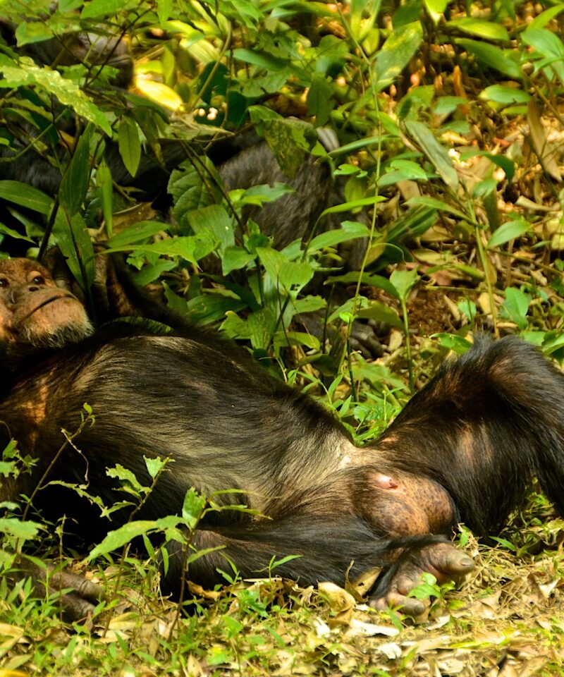 4 Day Rwanda Gorillas and Chimps Adventure