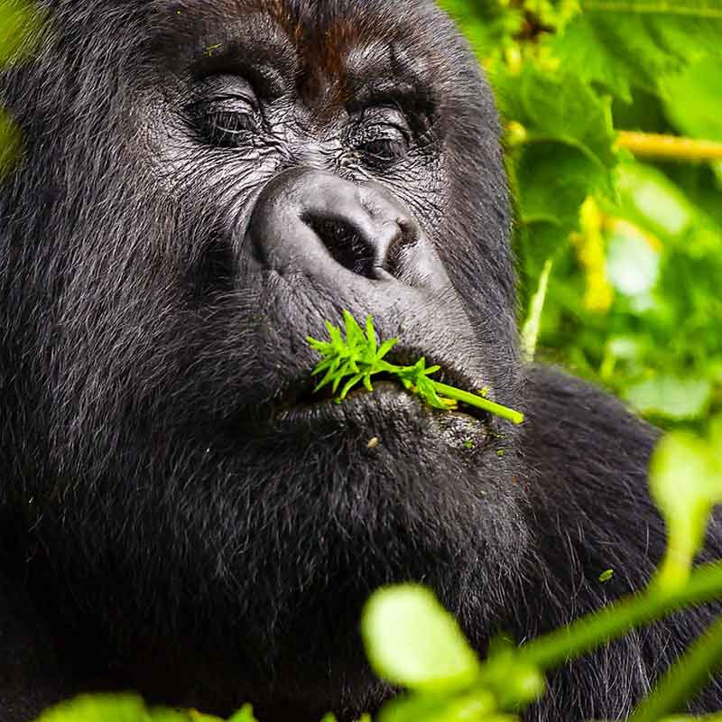 3 Day Uganda Gorilla Trekking Tour to Bwindi