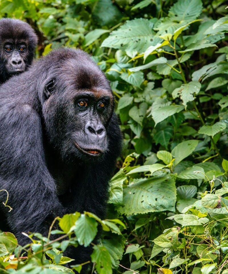 3 Day Rwanda Gorilla & Golden Monkey Trekking