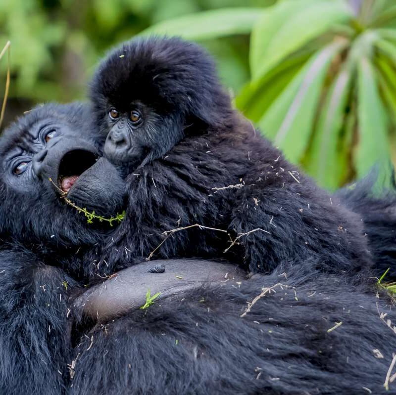 4 Day Bwindi Impenetrable Double Gorilla Trekking