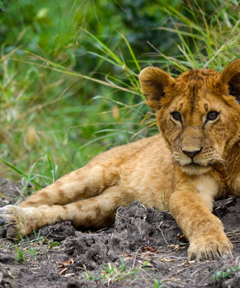 12 Day Kenya & Tanzania Adventure Safari Holiday