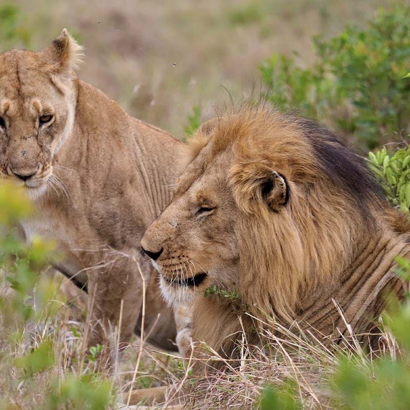 5 Day Ol Pejeta, Lake Nakuru, Masai Mara Safari Kenya