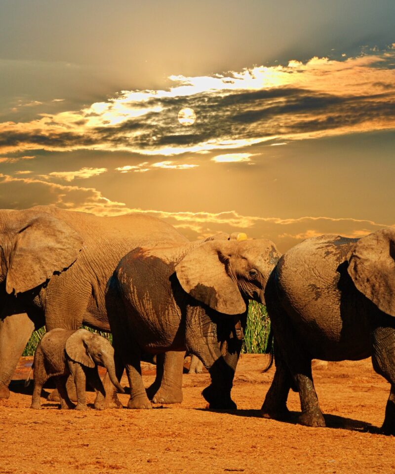 7 Day Safari in Kenya Samburu, Masai Mara & Lake Nakuru