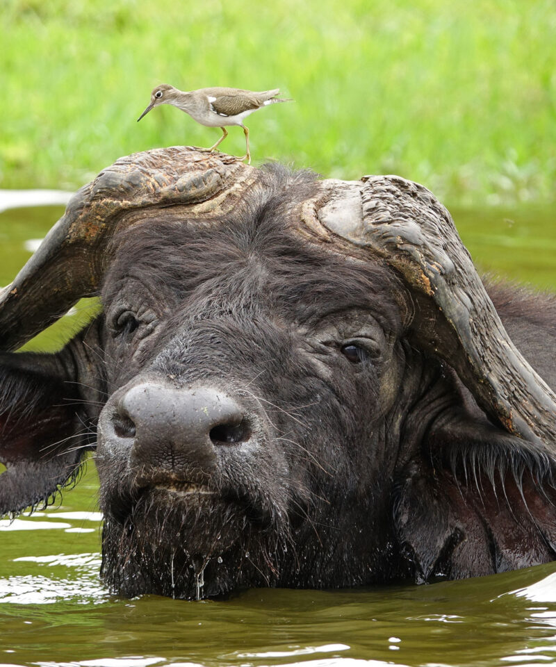 12 Day Uganda Safari: Wildlife Viewing & Gorilla Trekking