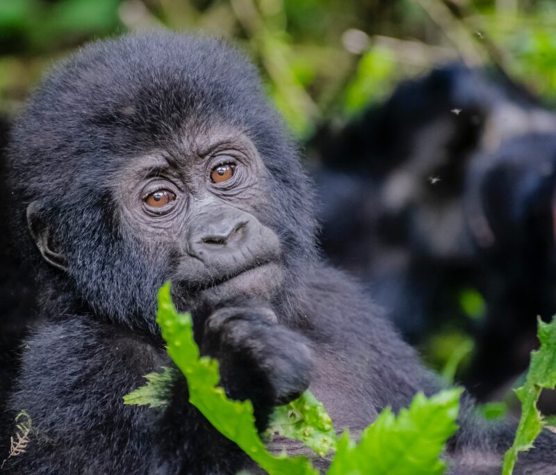 5 Day Uganda Gorilla & Chimpanzee Trekking Safari Adventure