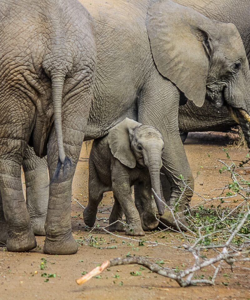 14 Day Explore Uganda & Rwanda Gorilla Trekking Safari