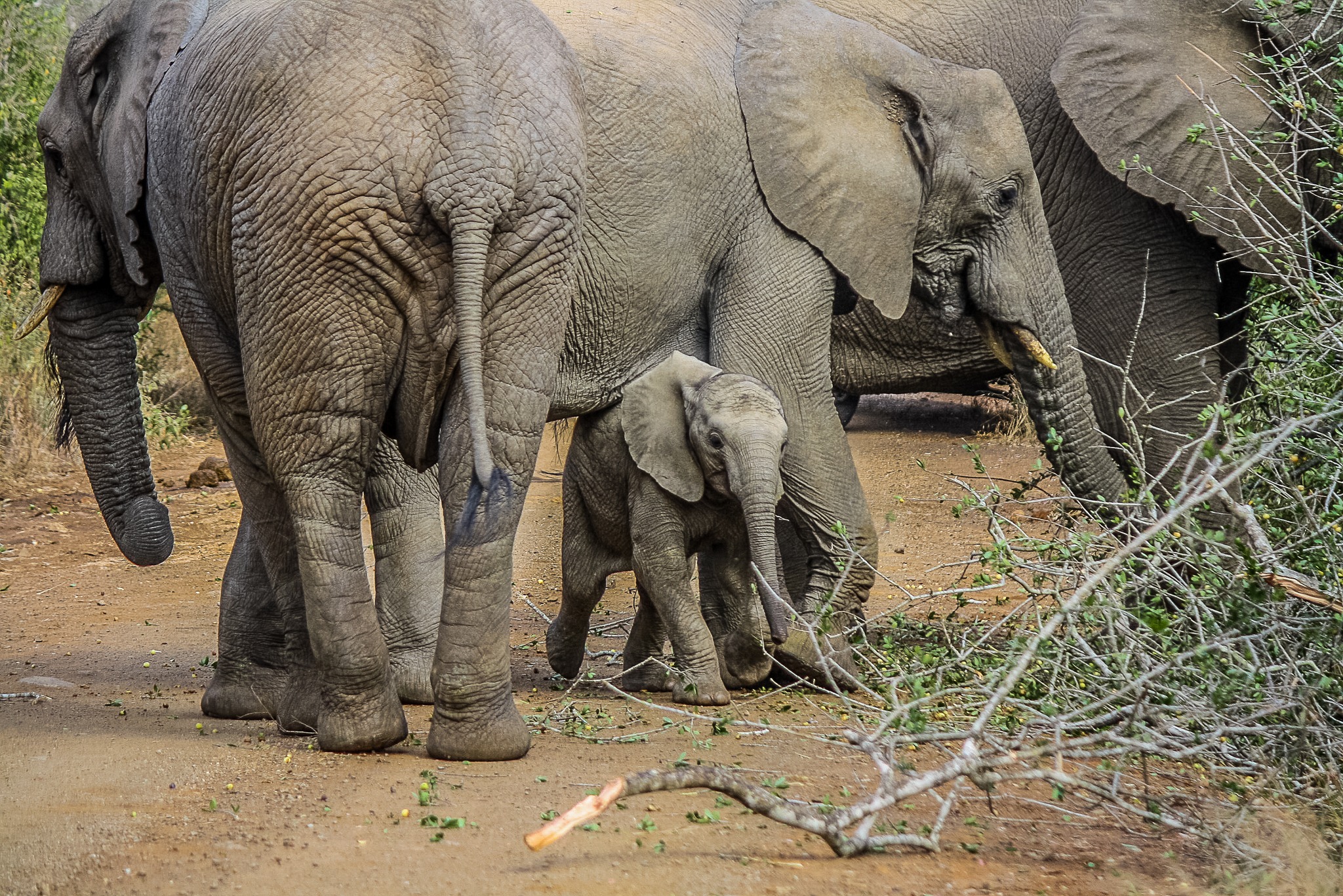 14 Day Explore Uganda & Rwanda Gorilla Trekking Safari