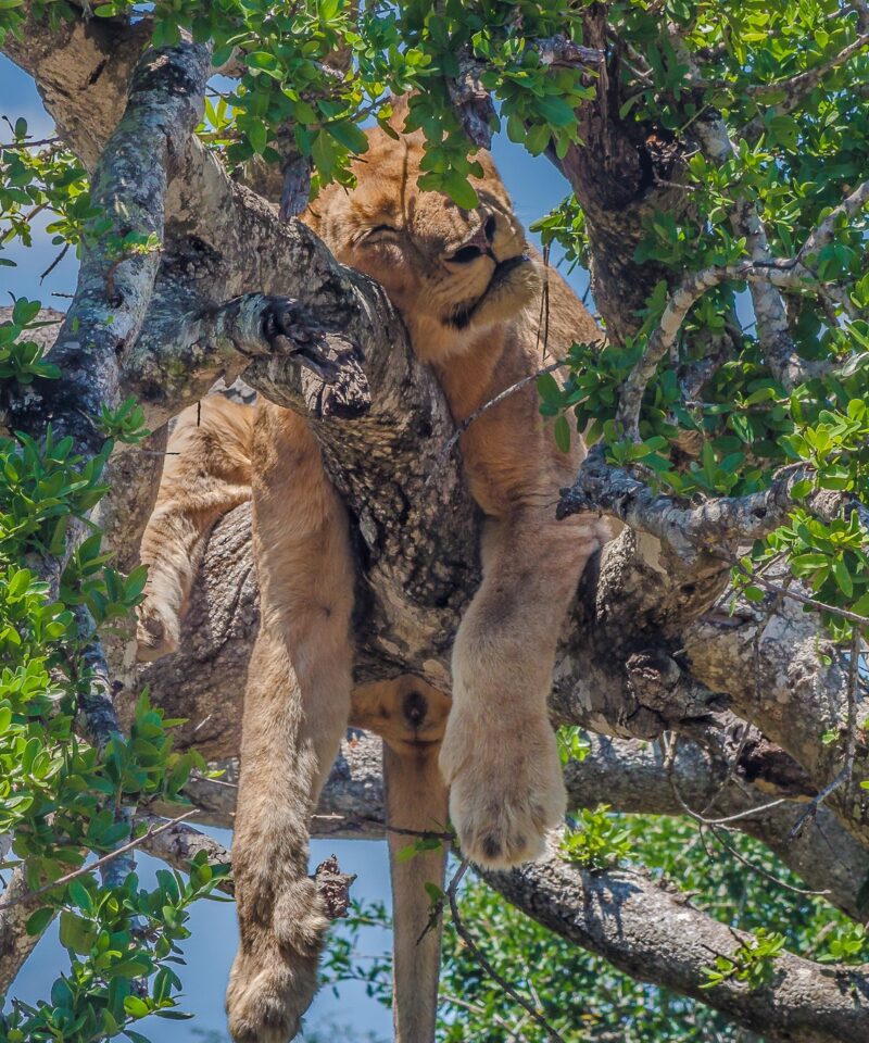 3 Day Queen Elizabeth Wildlife Safari Uganda