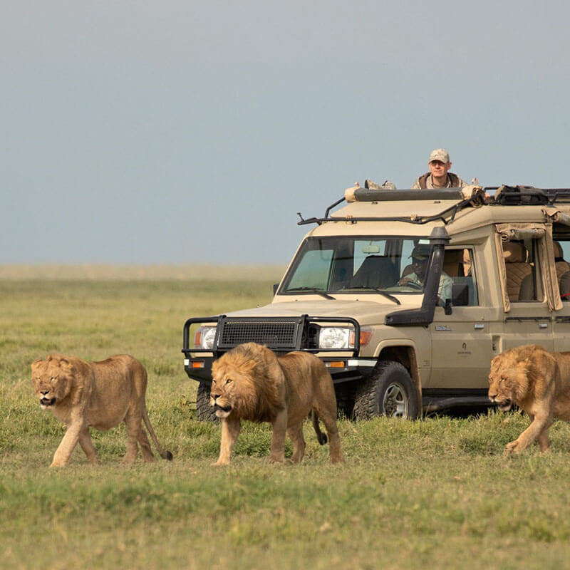 11 Day Tarangire, Serengeti, Ngorongoro & Zanzibar Beach Holiday