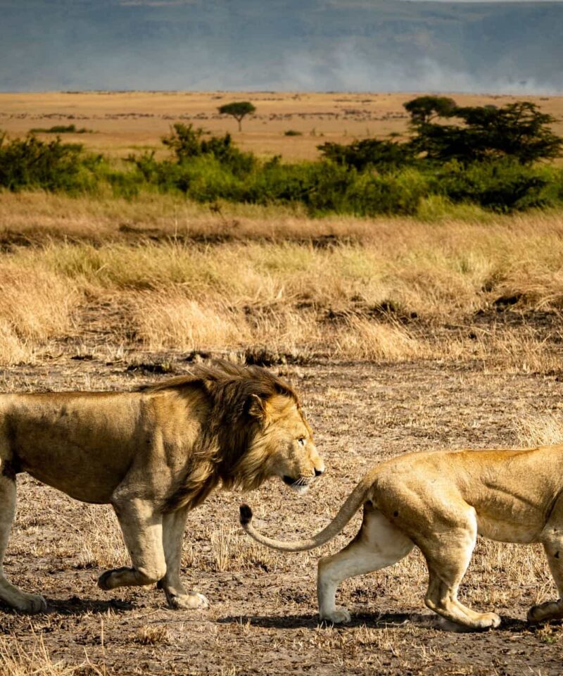 6 Day Tarangire, Ngorongoro, Manyara & Serengeti Tanzania