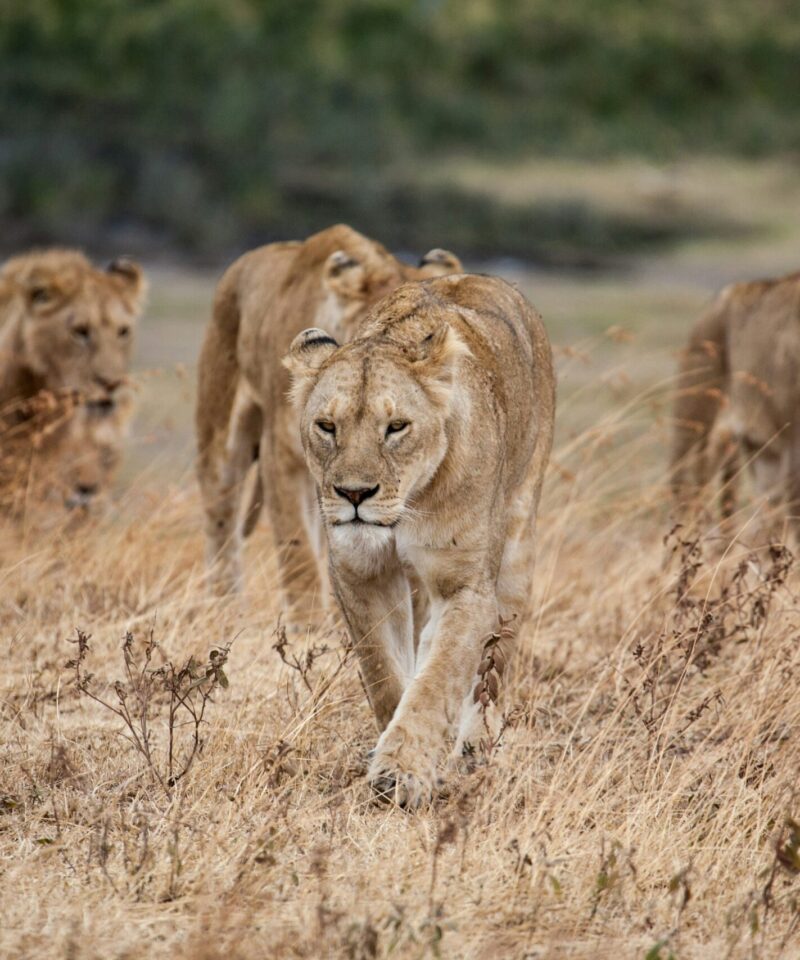 3 Day Akagera Wildlife Safari in Rwanda